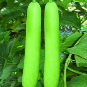 BOTTLE GOURD