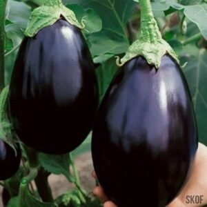 EGG PLANT