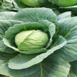 CABBAGE
