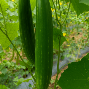 SPONGE GOURD