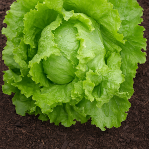 LETTUCE
