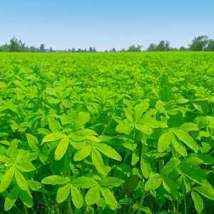 LUSHAN GRASS (BERSEEM)