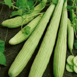 LONG MELON