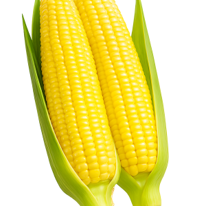 SWEET CORN