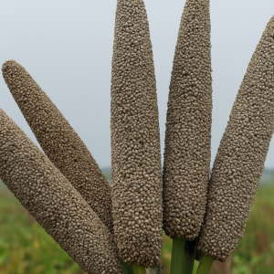 MILLET/BAJRA